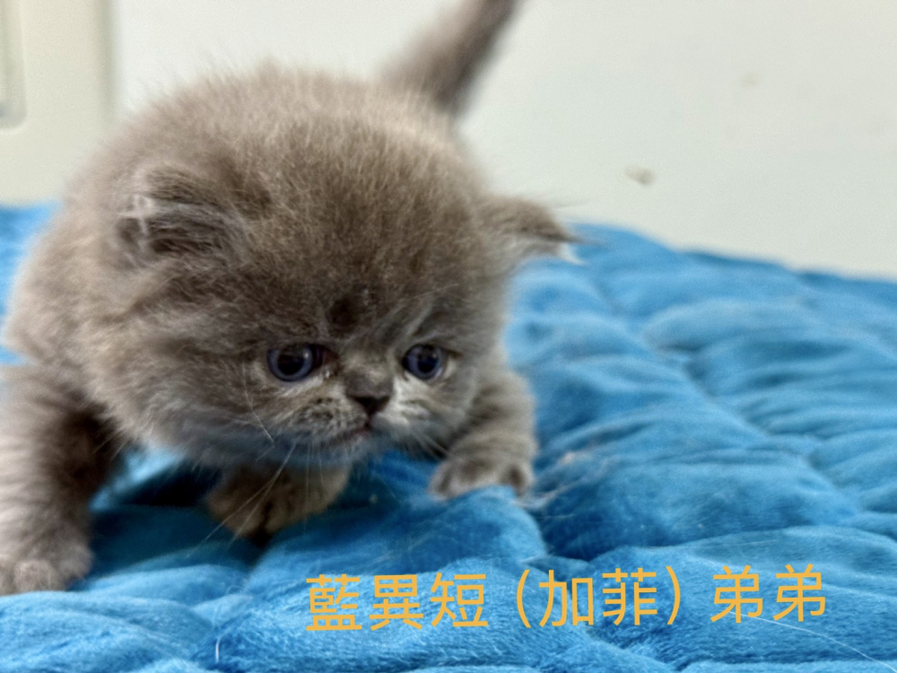 異國短毛藍貓弟弟（已有家）