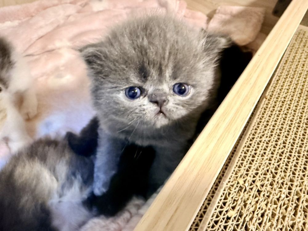 異國短毛藍貓弟弟（已有家）