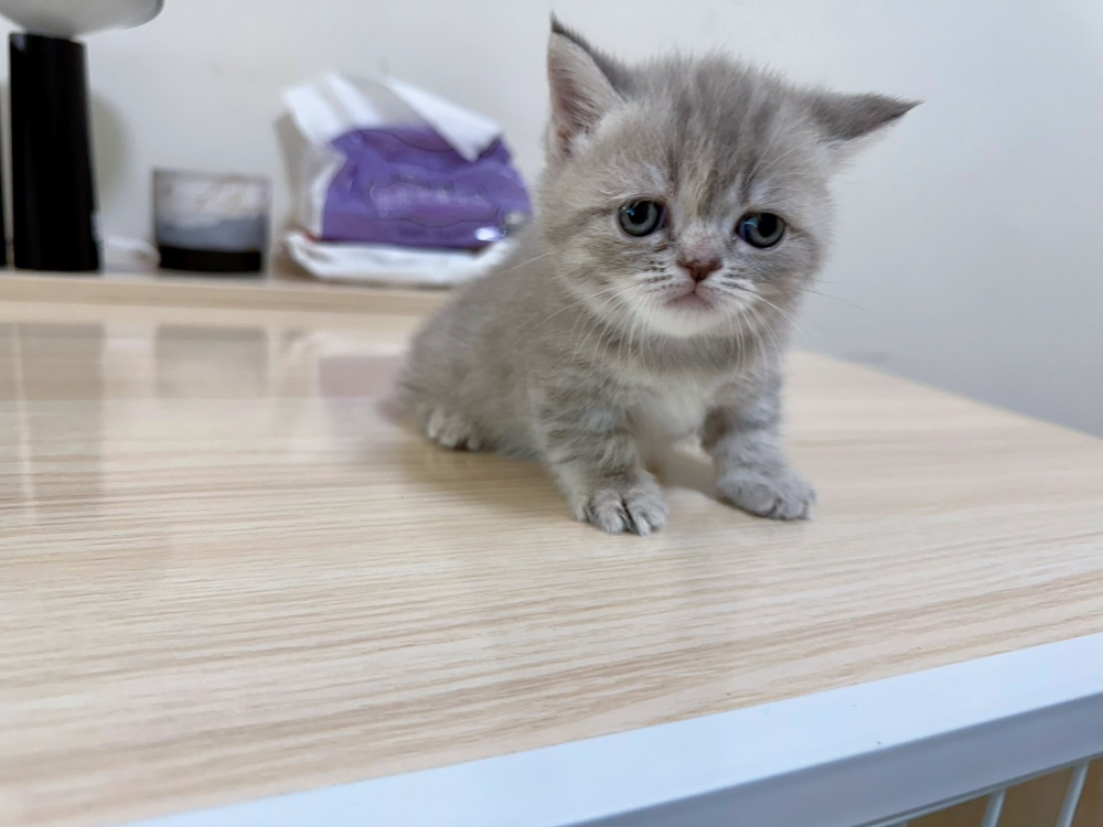 紫丁香重點曼赤肯妹妹