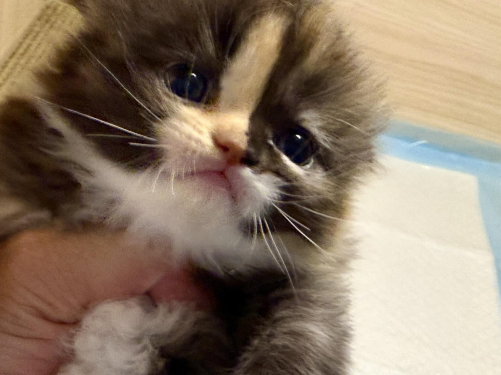 三花玳瑁英國長毛貓妹妹