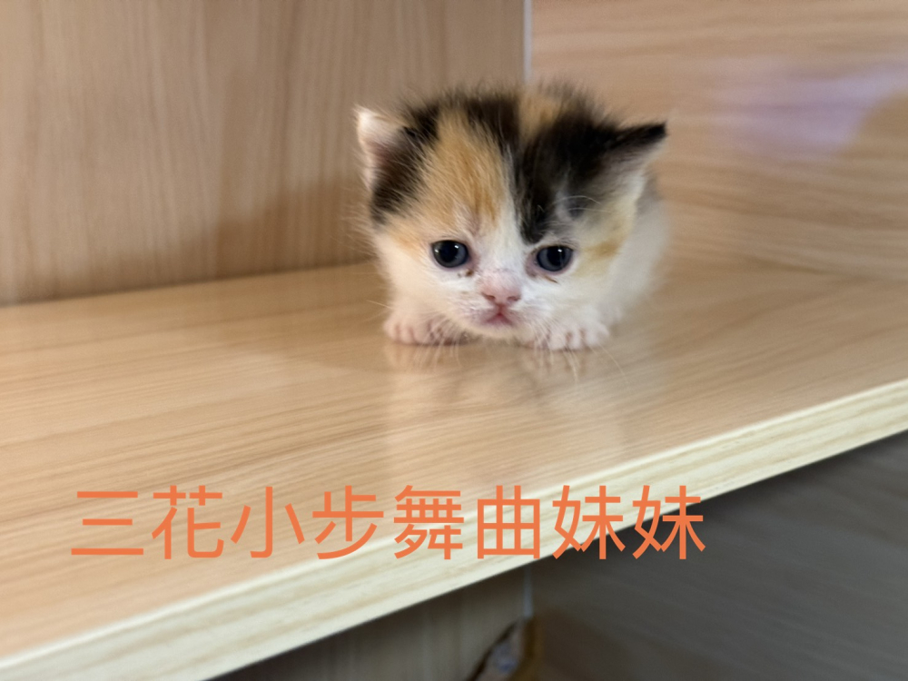 三花小步舞曲貓