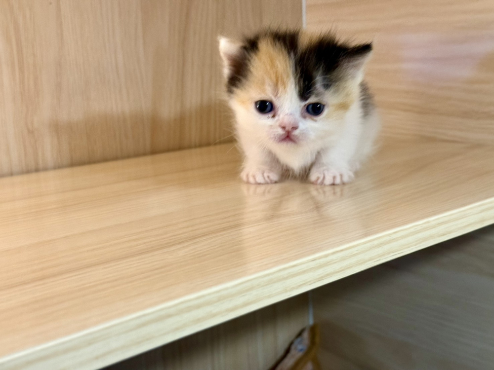 三花小步舞曲貓