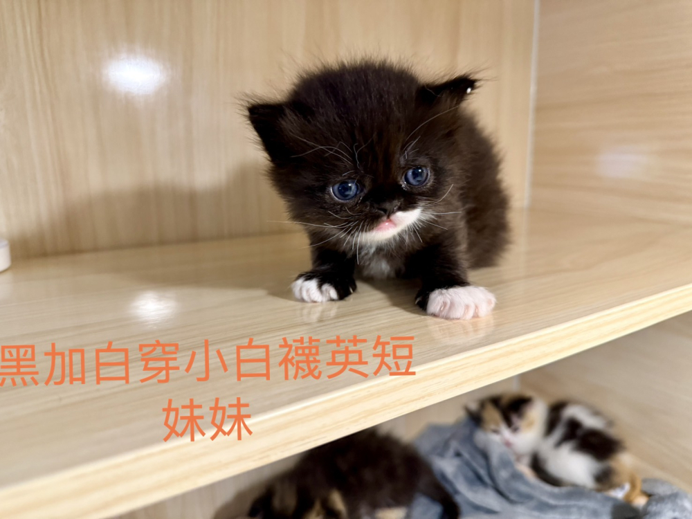 白襪英國短毛貓妹妹