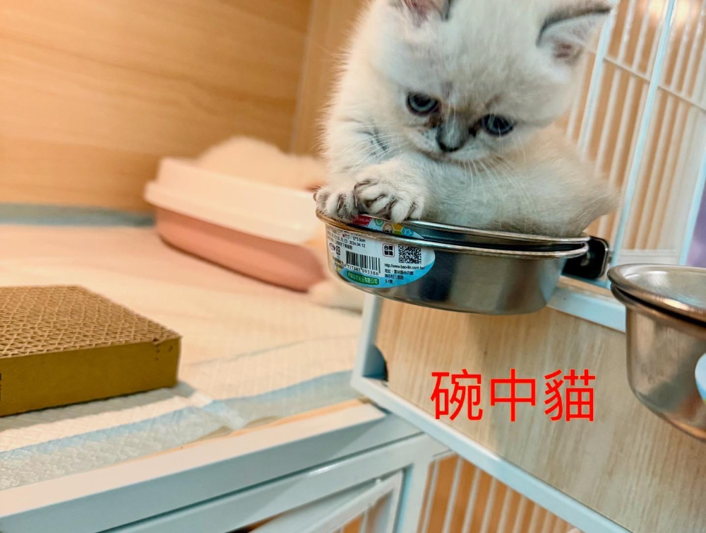 重點色曼赤肯貓